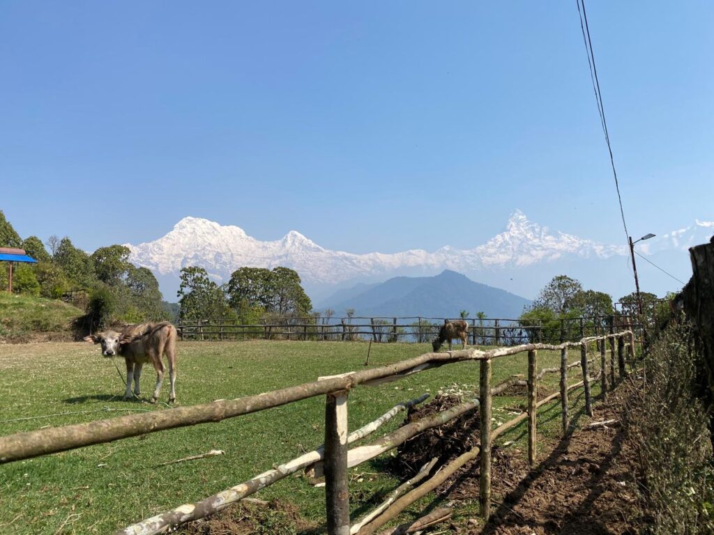 View of Annapurna and Fishtail mountains with a baby water buffalo grazing on a farm in Dhampus village surrounded by trees.