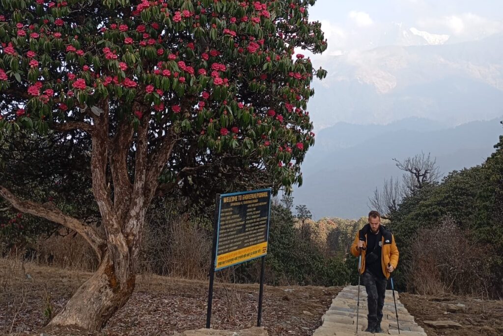 A trekker walking up stone stairs next to a large blooming red rhododendron tree on the forest trail to Annapurna Base Camp.