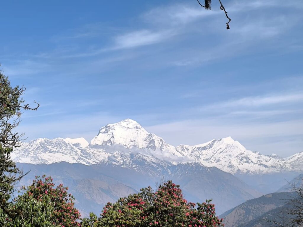 Snow-capped Dhaulagiri mountain panorama framed by blooming pink rhododendron trees as seen from Ghorepani Poon Hill trek Nepal