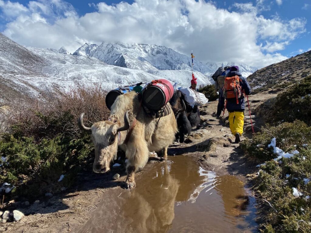 Loaded yaks and trekkers sharing the mountain trail in the Khumbu region Everest Nepal