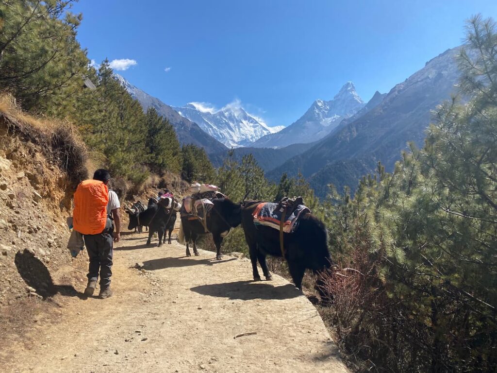 Trekker and yaks on the Khumbu Trek Nepal trail with Ama Dablam views on the Everest Base Camp Trek