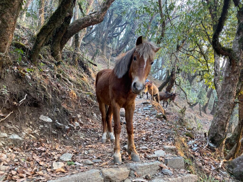 Wild horse on a forested mountain trail in the Annapurna region Nepal