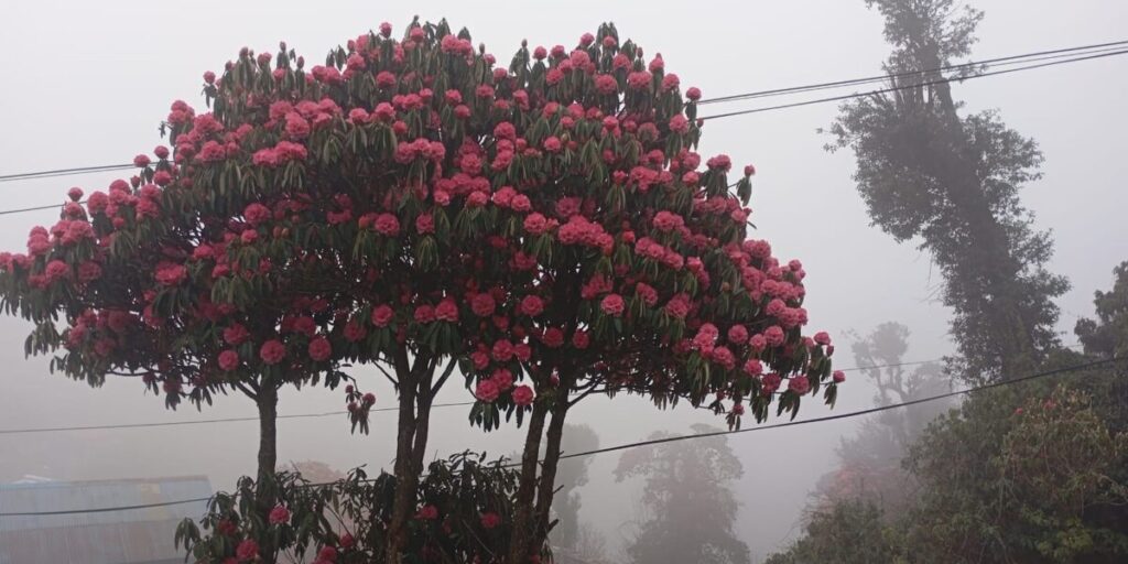Vibrant red Rhododendron blooming along the trail during the Annapurna Base Camp (ABC) via Poon Hill trek.