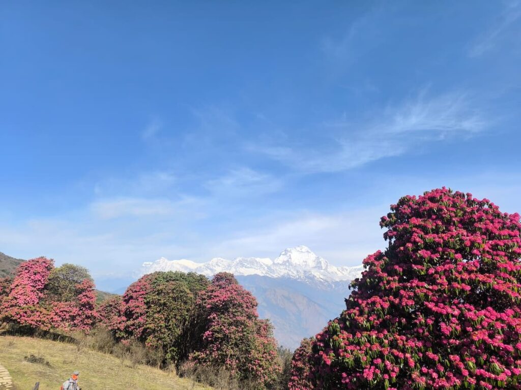 Blooming pink rhododendron trees with snow-capped Annapurna mountain views on the trail to Ghorepani during Poon Hill trek Nepal