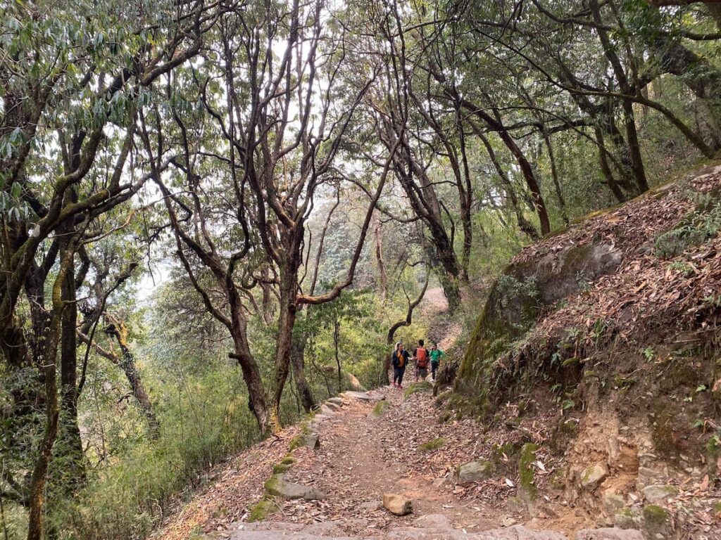 Trekkers walking through a lush green forest trail on the way from Birethanti to Ulleri on Day 1 of the Ghorepani Poon Hill Trek Nepal