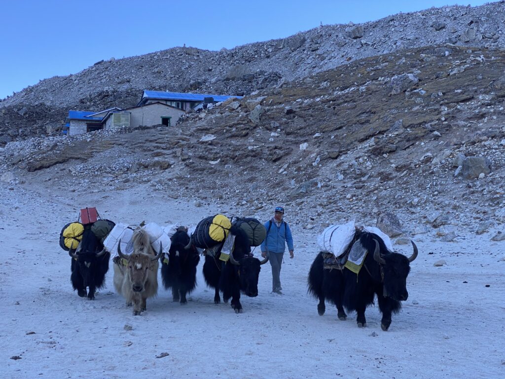 Yak caravan carrying supplies along high-altitude trail during Nepal trekking tours in the Everest region