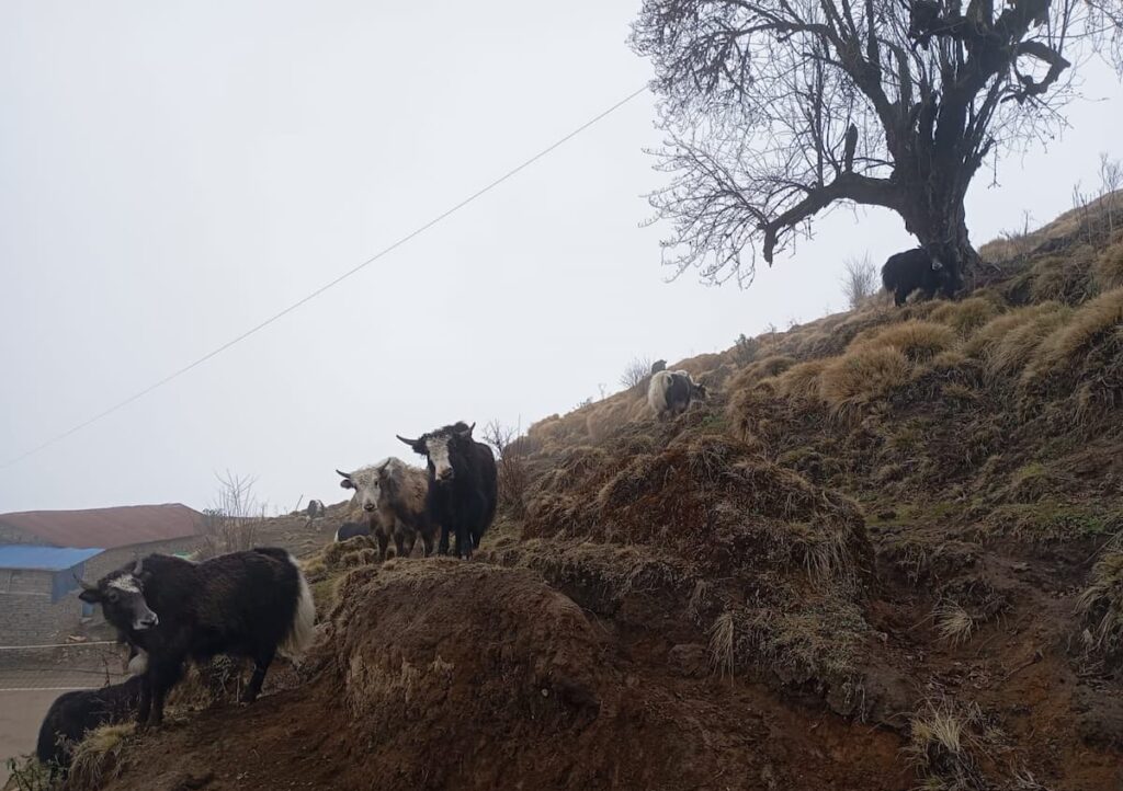 Yaks grazing on a hillside along the trekking trail near Pokhara Nepal