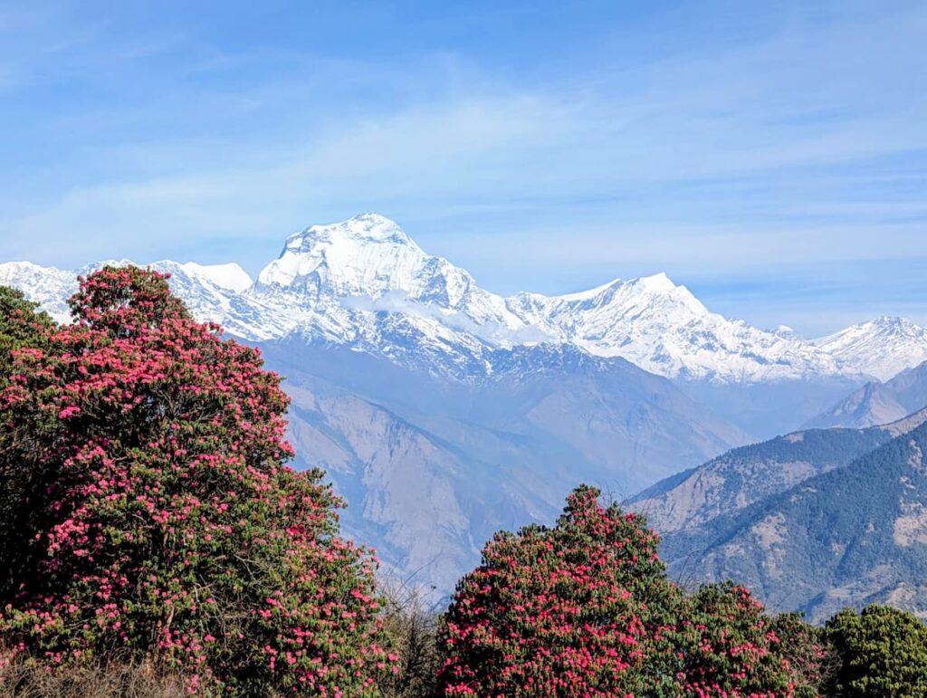 Rhododendron forest with Annapurna mountain views on a one-day hike near Pokhara Nepal