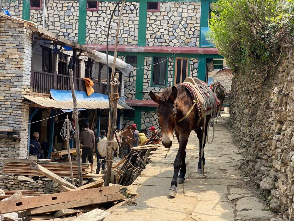 Stone-paved alley in Ghandruk village with a loaded mule – easy trek from Pokhara