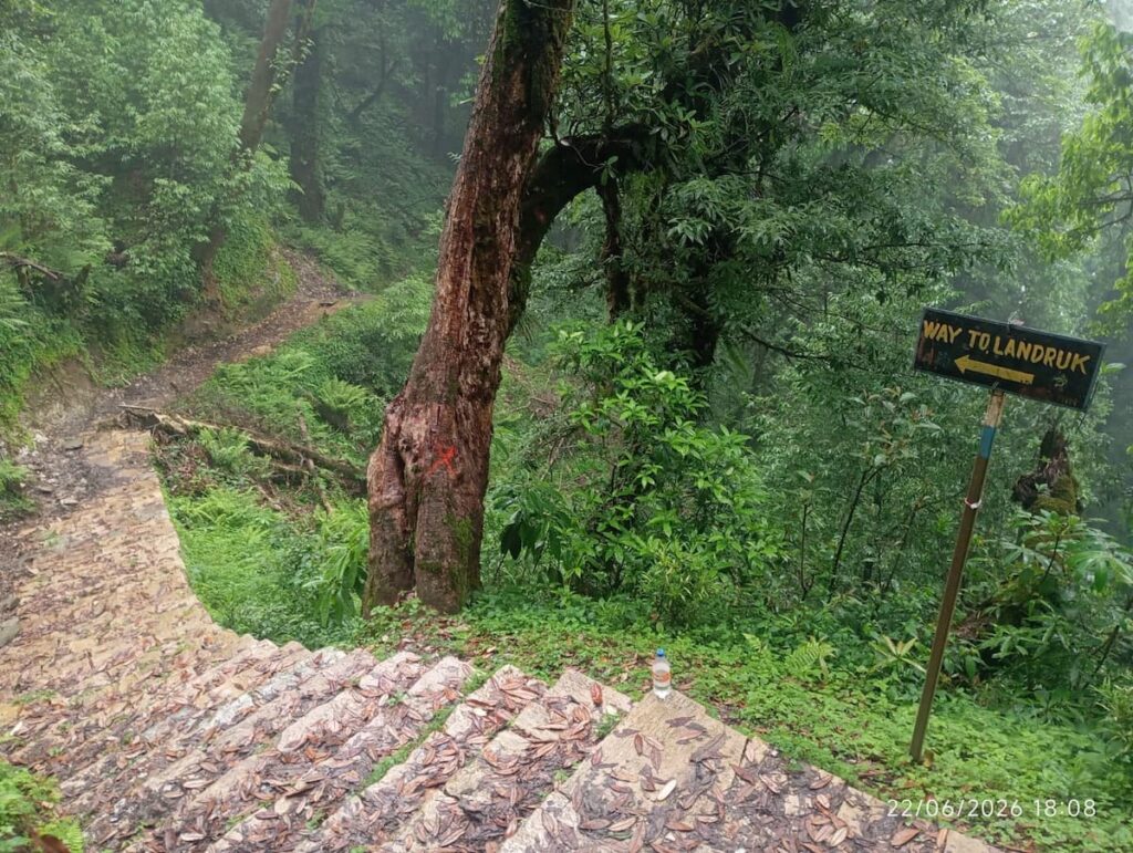 Wooden trail sign reading Way to Landruk beside a large tree on a misty stone staircase path through dense green forest