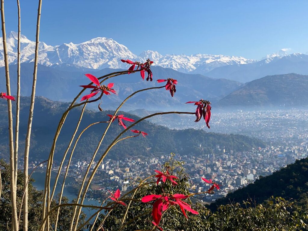 Panoramic view of Pokhara city and Phewa Lake with snow-capped Annapurna mountains in the background, seen from a hillside with red poinsettia flowers